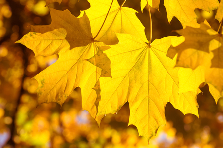 Autumn background with colorful leaves. Red, orange and green autumn leaves.の写真素材