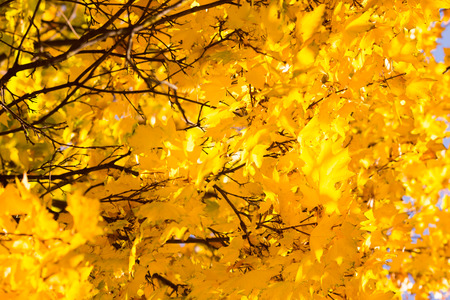 Autumn background with colorful leaves. Red, orange and green autumn leaves.の写真素材
