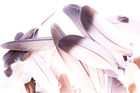 Feathers of a pigeon close-up.