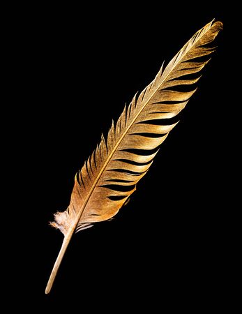 The feather is covered with gold paint close-up. Pen for calligraphy. Golden feather.の写真素材