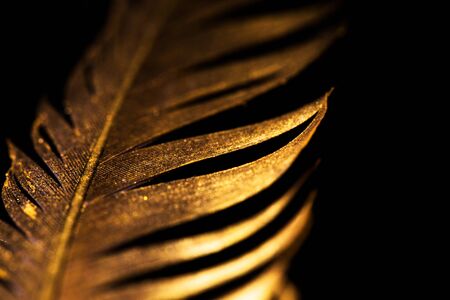 The feather is covered with gold paint close-up. Pen for calligraphy. Golden feather.の写真素材