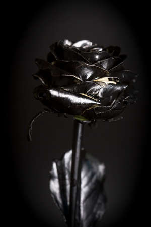 Black rose with gold border for your design.の写真素材
