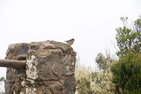 Fringilla coelebs tintillyn in the park of Anagaの写真素材