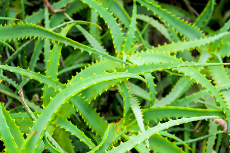 Aloe Vera Plantの写真素材