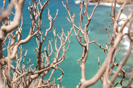 Branches and water textureの写真素材