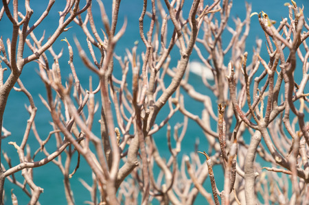 Branches and water textureの写真素材