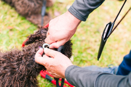 The dog owner is tying his dog to the leash. Animal care and responsibility
