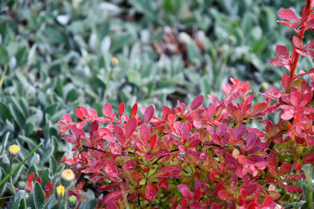 Fresh branch with bright red leaves and raindrops on blurred backdrop of green foliage. Wet colorful...