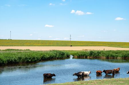 Pasture landscape of lake and cows grazing and drinking water from pond overgrown by fresh green reeds with yellow cereal fields on background. Cattle farming in countryside of Ukraine.の写真素材