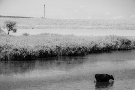 Black and white photo of picturesque landscape of lake and black cow drinking water from pond overgrown by fresh reeds. Minimal view of rippled water surface and cow silhouette with blurred reflectionの写真素材