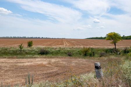 Summer landscape of ripe yellow wheat field and wild herbs on foreground. Green tree silhouette on...