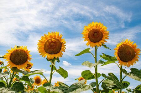 Helianthus annuus blossoms on green stems with big fresh leaves. Ukrainian rural landscape. Agricultural field of Annuus Helianthus sunflowers which use as raw to make cooking oil. Beauty of summer nature in countryside of Ukraine. Organic farming.の写真素材