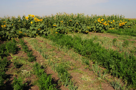 Granny`s kitchen garden in summertime. Organic gardening backdrop. Beauty of summer nature in...