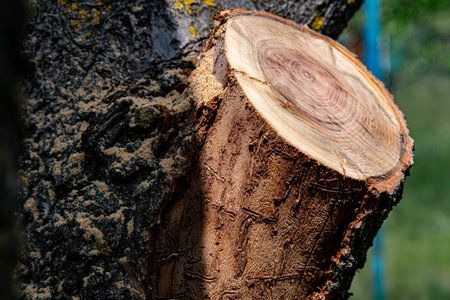 Tree stump with cracked wood texture and rough tree bark. Rustic wooden background. Wood cross section closeupの写真素材