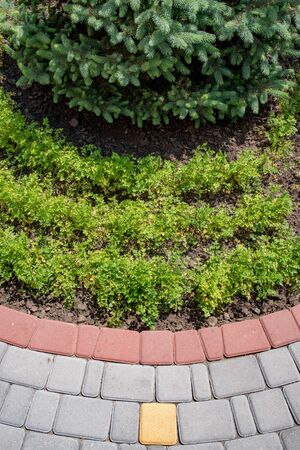 Semicircular stone tiled pavement and rows of kitchen garden beds under evergreen fir tree branches. Single yellow tile among grey paved path on foregroundの写真素材