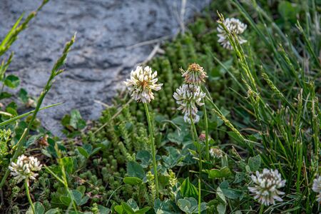Fresh white flowers of clover plant with juicy green leaves background and copy space on defocused grey stone surface. Summer blooming flowerbed. Floral garden backdropの写真素材