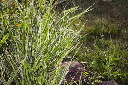 Texture of luxuriant fresh green grass in shining sunlight on green blurred background with copy...