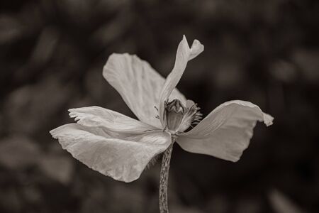 Sepia tone photo of fading poppy flower with wrinkled petals closeup on dark blurred background. Fragility of nature concept. Beauty of faded flowerの写真素材