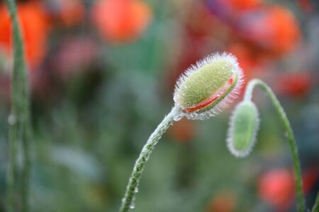 Ripened fluffy flower buds of poppies closeup with green red bokeh background and copy space. Tilted flowering buds closeupの写真素材