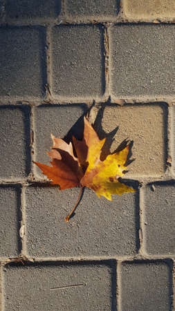 Autumn yellow brown maple leaf closeup in bright sunlight with rough stone pavement background. Fall leaf laying atop sidewalk surfaceの写真素材
