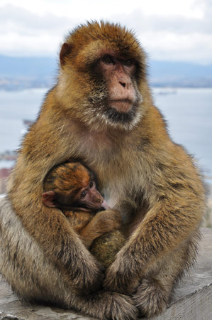 Mother monkey holding cute ape baby with brown fluffy fur. Macaque family in wild nature. Two...