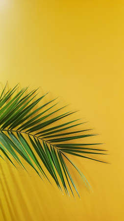 Yellow background with green palm leaf and copy space. Exotic natural backdrop with curved frond branch closeupの写真素材