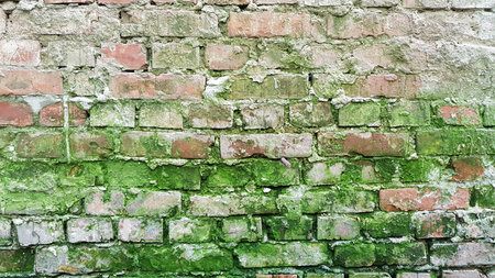 Old red brick wall with green molds and grunge cement joints. Brick textured background. Brickwork...