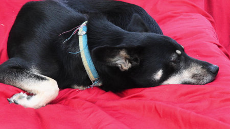 Black shepherd dog lay on red cushion. Side view of senior black dog with closed eyes napping on red fabric backgroundの写真素材
