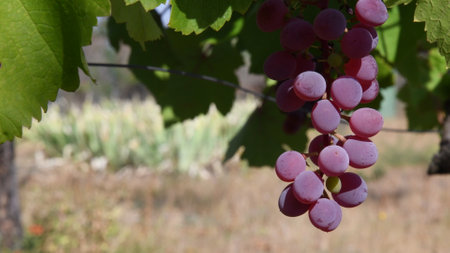 Large bunch of red wine grapes hang between green leaves with blurred background and copy space. Viticulture harvestingの写真素材