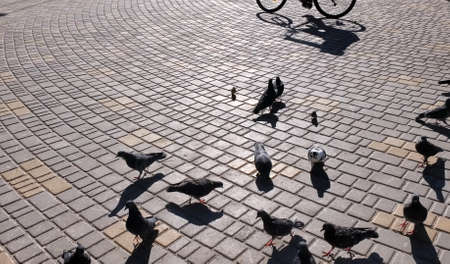 Flock of birds at city street with stone tiled pavement. Dark grey pigeons feeding outdoor in bright sunlight with dark shadows. Blurry shadow of person riding bicycleの写真素材