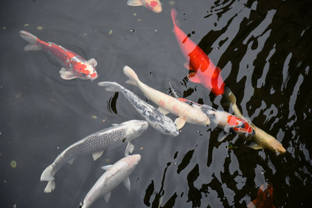 Top view of Japanese koi fishes swim in clean transparent pond water. Red and white big carps swim underwater in lake. Aquatic waving dark water textureの写真素材