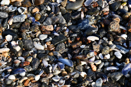 Various seashells and pebble stones with beach sand in surf of sea coastline. Beach pebble texture....