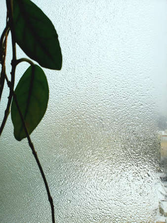 Texture of frozen glass window in heavy cold weather outdoors. Defocus green leaves of houseplant on foreground. Blurry iced droplets outside the window. Cold weather background with copy spaceの写真素材