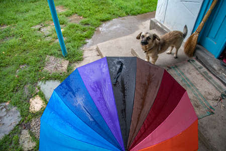 Wet umbrella of striped rainbow texture. Grunge porch of farmhouse with senior mix-breed dog standing under umbrella and looking into cameraの写真素材