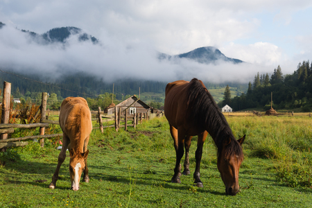 Two horses graze on pasture in the morning. Mountains covered with clouds and village on the backgroundの写真素材