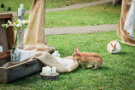 Rabbit with wedding decoration on the green grass. Cute celebration decorの写真素材