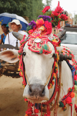 Bagan, Myanmar: May, 25, 2016. Burmese buffalo decorated for festival in Bagan near temple