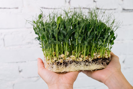 Woman holding box with microgreen, Small business indoor vertical farm. Close-up of healthy...
