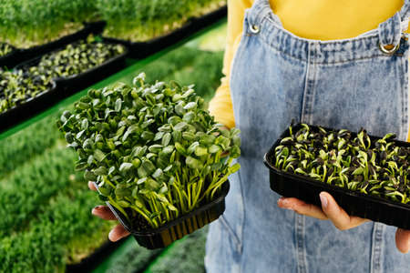 Woman holding box with microgreen, Small business indoor vertical farm. Close-up of healthy vegetarian vitamin fresh food. Microgreens growing background with raw sprouts in female handsの写真素材