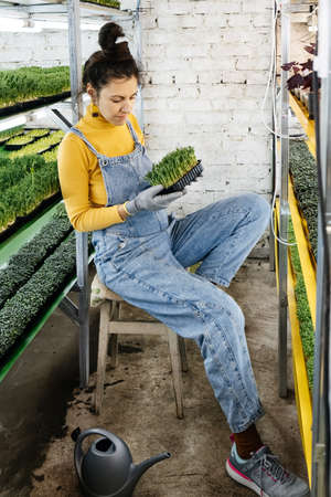 Young female farmer growing microgreens on her indoor vertical garden. Happy woman looking after plants on shelfs. Radish, arugula, daikon, oxalis, purple sango radish, peaの写真素材
