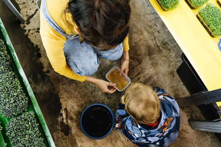 Woman with baby boy working on the indoor farm, planting microgreens. Choosing seeds and watering sprouts of fresh herbs on the shelf. Child learning about nature. agriculture and business with motherの写真素材