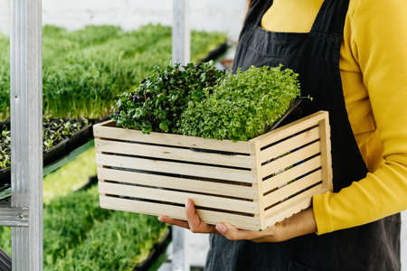Woman holding box with microgreen, Small business indoor vertical farm. Close-up of healthy vegetarian vitamin fresh food. Microgreens growing background with raw sprouts in female handsの写真素材