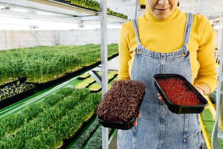 Young female farmer growing microgreens on her indoor vertical garden. Happy woman looking after plants on shelfs. Radish, arugula, daikon, oxalis, purple sango radish, peaの写真素材
