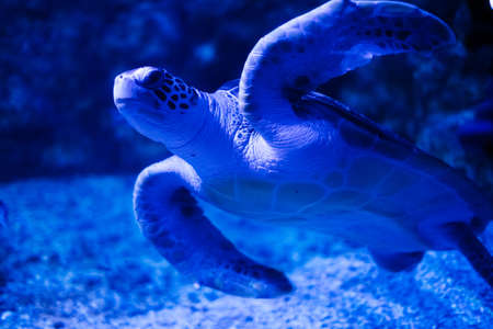 Green sea turtle in the water. Reptile swimmingの写真素材