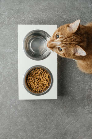 Two pets bowls on wooden stand, cat or dog feeder, food in the stainless dish. Cat looking up, asking for mealの写真素材