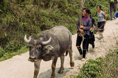 Sapa, Vietnam - April 15, 2016: Black Hmong minority woman carry child on the back while working and...