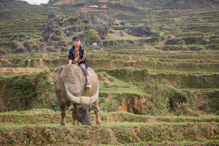 Sapa, Vietnam - April 14, 2016: Boy riding buffalo on the rice field. Vietnamese children in the village have a duty to take care of domestic animals.のeditorial素材