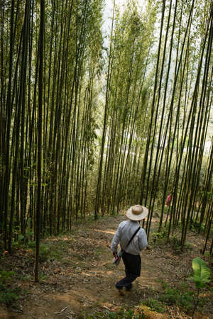 Sapa, Vietnam - April 14, 2016: Vietnamese bamboo woods. High trees in the forest. Person watching after plantationのeditorial素材
