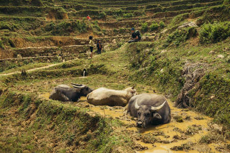 buffalo on the rice field. Vietnamese village, domestic animals on rice puddle terraceの写真素材