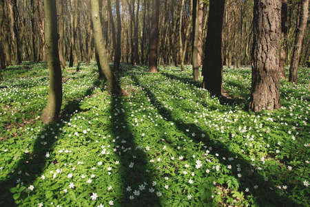 Flowers Anemone Silvestris in spring in the forest, Flora of Europe. spring going. Deep shadows from tree trunksの写真素材